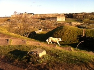WhitedogSuomenlinna.jpg