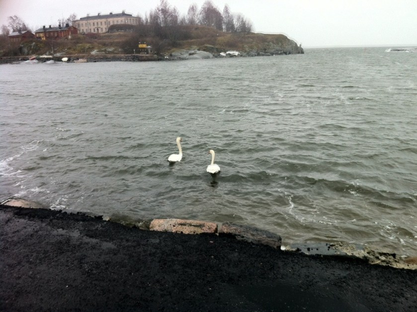 Swans in storm
