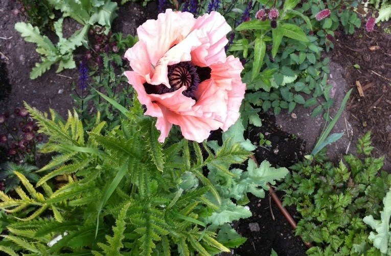 A dramatic pin and black poppy in the gardens of Rosendals Trädgård Stockholm