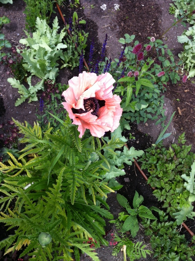 A dramatic pink and black poppy in the gardens of Rosendals Trädgård Stockholm