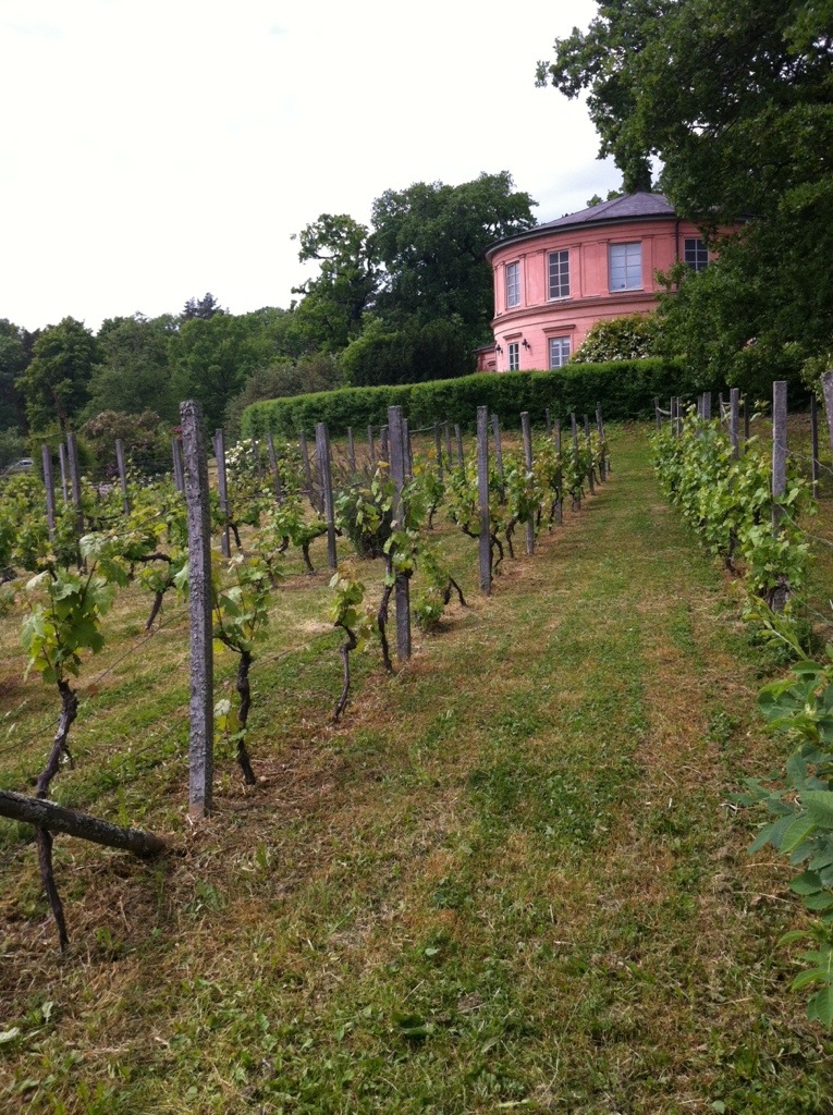 A vineyard at Rosendals Trädgård Stockholm