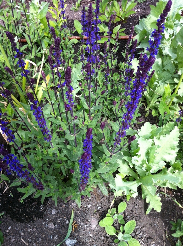 Blue, deep violet flowers in the gardens of organic biodynamic Rosendals Trädgård Stockholm