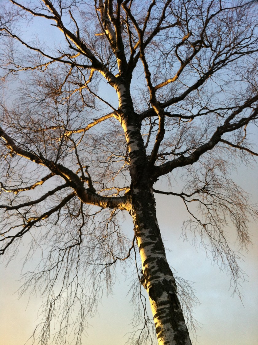 2014-12 Solstice Birch Sky