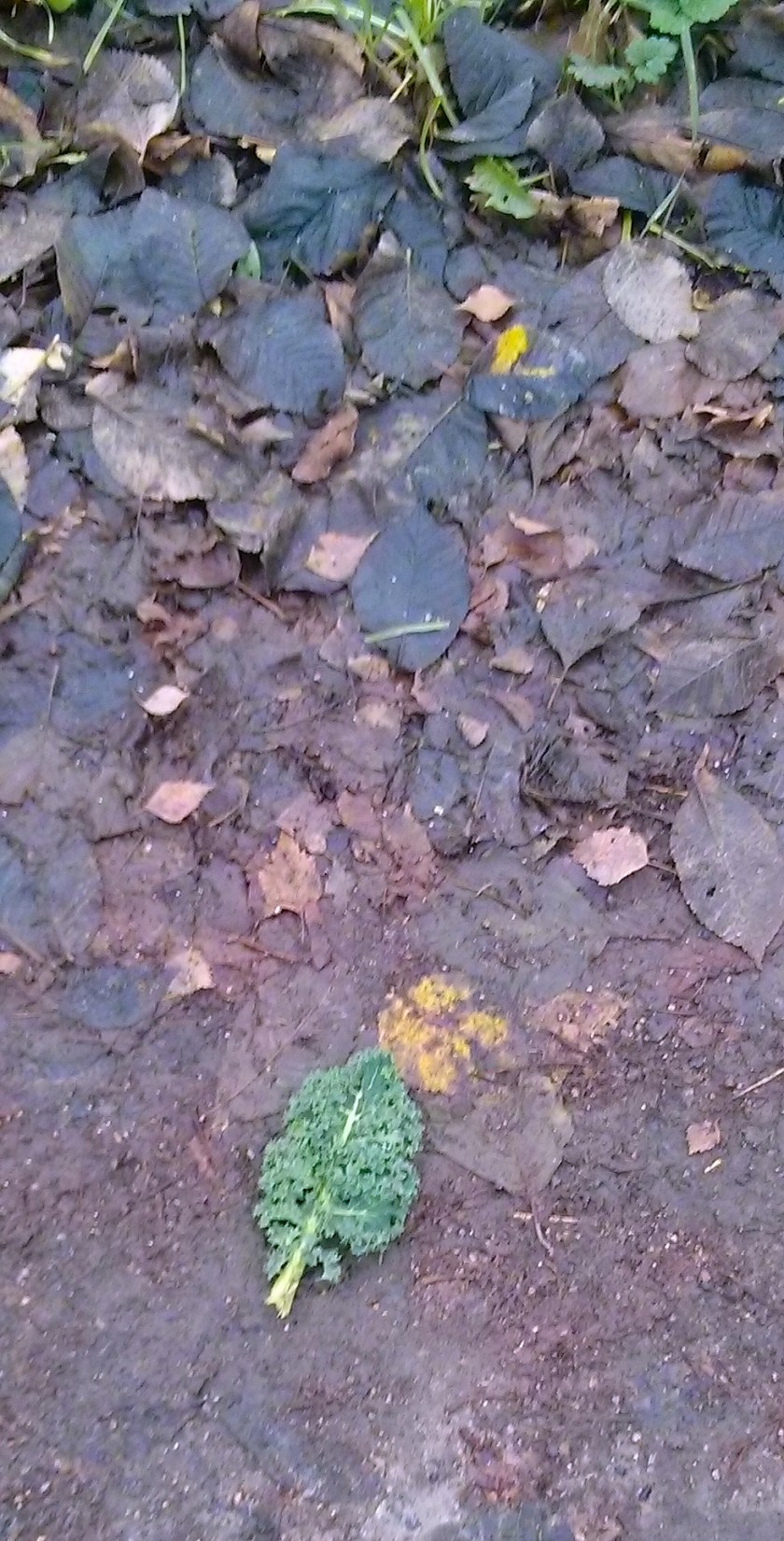2014.11 Found Kale