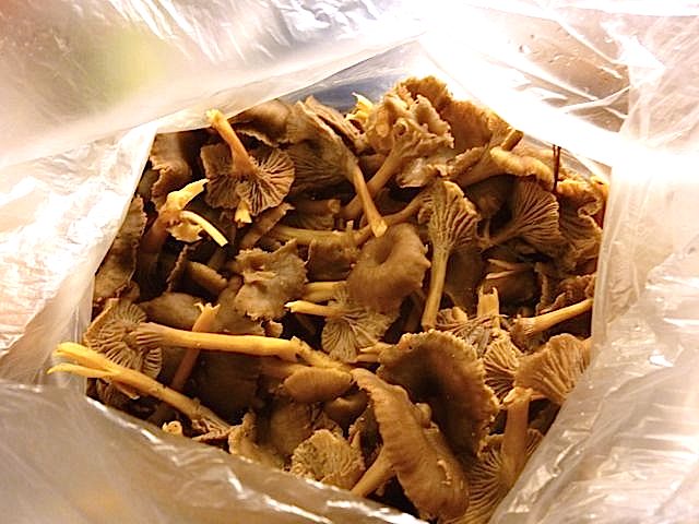 2014.09  Mushroom Cantharellus tubaeformis