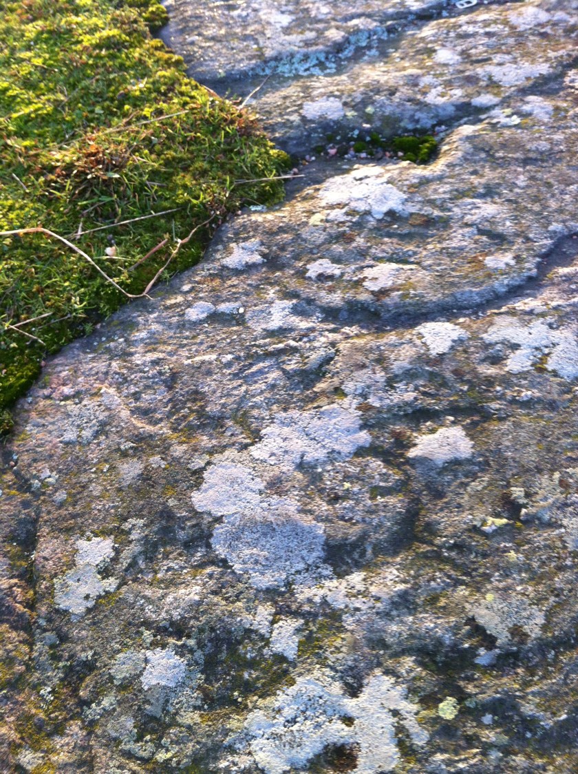 2014-12 Solstice Lichens Close Up